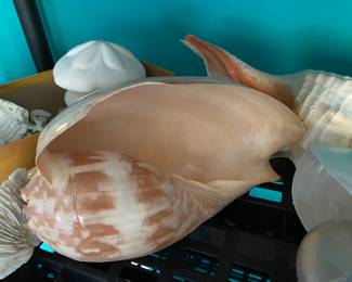 Conch Shell