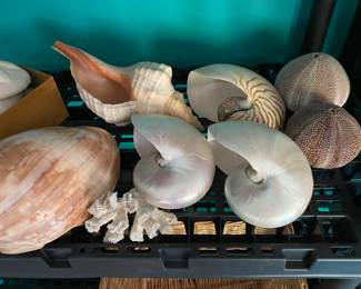 Mother of Pearl Chambered Nautilus Shells