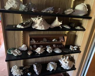 Collection of Sea Shells