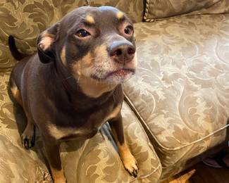 Hello I am ZELDA, Family PET. I am too adorable &&& NFS!! 