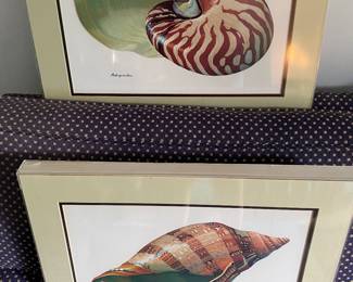 Framed Shell Prints
