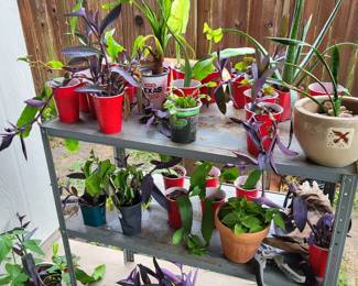 more plants