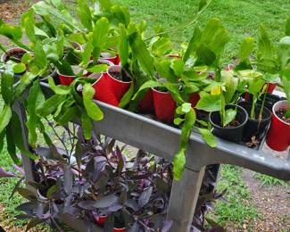 plants, wandering jew and night cactus