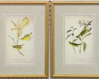 9034 - SET OF 2 ANTIQUE BIRDS BY JOHN J AUDUBON 12 X 16.5