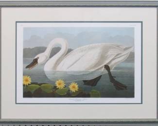 9005 - COMMON AMERICAN SWAN BY JOHN J AUDUBON 29.5 X 22
