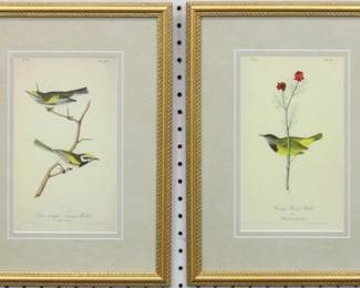 9033 - SET OF 2 ANTIQUE BIRDS BY JOHN J AUDUBON 12 X 16.5