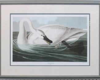 9006 - TRUMPETER SWAN BY JOHN J AUDUBON 29.5 X 22