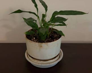Small Lily in White Pot
