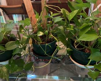 3 Fluffy Plants with Wood Supports