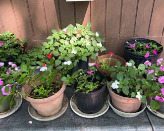 Outdoor Plants Lot 11 Impatiens A Sweet William