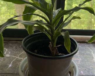 Dracaena Plant in Plastic Pot