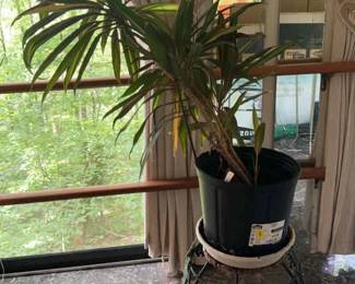 Cordyline Plant MetalWicker Stand