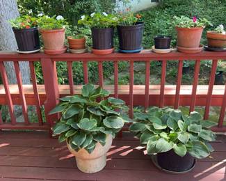 Outdoor Plants Lot 5 2 Larger Plants