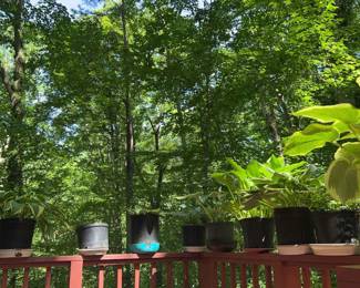 Eleven Potted Plants Hostas Ferns Lot