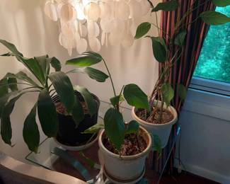 3 Plants in Plastic Pots