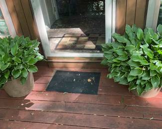 Two Large Potted Hostas By Side Door