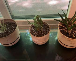 Three Small Indoor Plants
