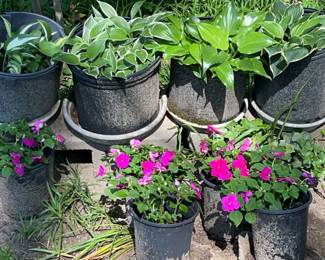 Outdoor Plants Lot 9 Pink Hostas