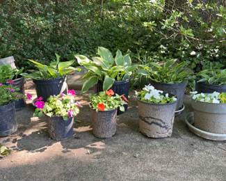 Outdoor Plants Lot 8