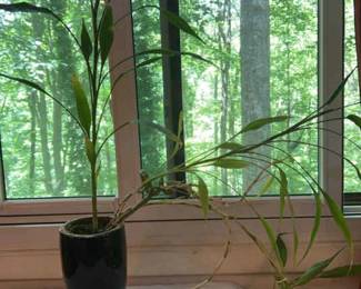 Tall Reedy Plant In A Ceramic Black Vase