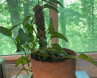 Pothos Plant In Pot with Natural Log Support