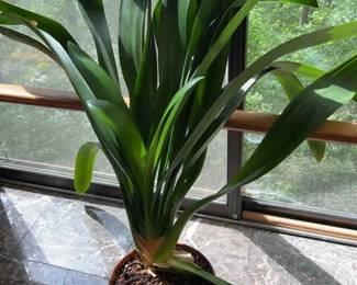 Lily Plant In Plastic Pot