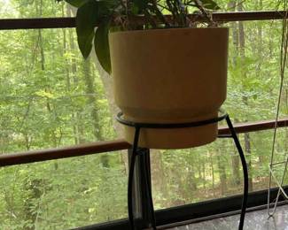 Plant in Plastic Pot with Metal Stand