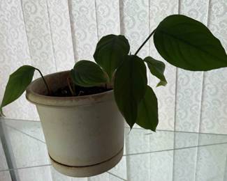 Indoor Green Plant in Plastic Pot