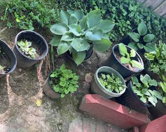 Ten Potted Hostas in Side Yard