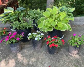 Outdoor Plants Lot 6