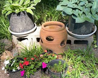 Outdoor Plants Lot 10 Mixed Plants Terra Cotta Jar