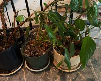 6 Indoor Potted Plants Tall in Small Pots