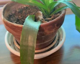 Basket Plant In Ceramic Pot
