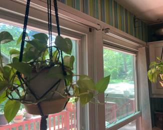 Two Hanging Baskets Pothos Plants