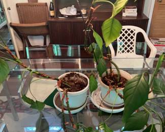 Two Potted Plants with RedGreen Stems