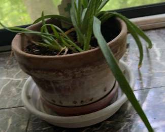 Aloe Vera Plant in Pot