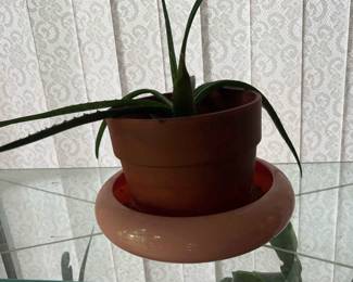Aloe Plant in Ceramic Pot