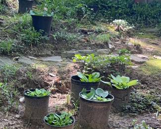 A Dozen Hostas Potted in Side Yard