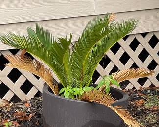 POTTED SAGO PALM TREE