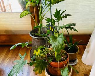 Turkish Copper Pot & Live Plants