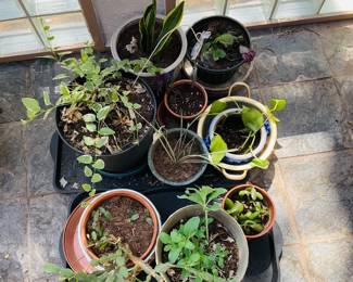 Live Houseplants