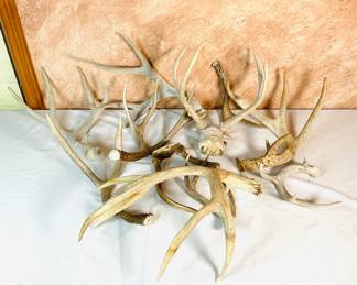 Deer Antlers