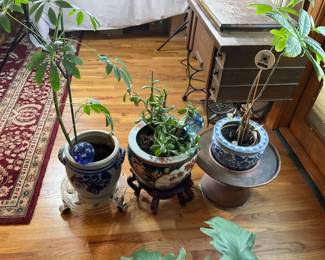 Oriental Pots, Live Plants