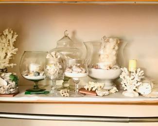 Sea Shell Collection