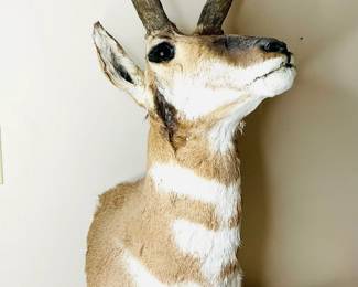 Taxidermy Pronghorn Head & Neck Mount