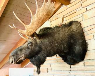 "Bullwinkle" Moose Mount