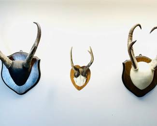 Taxidermy Pronghorn & Rehbock Antlers