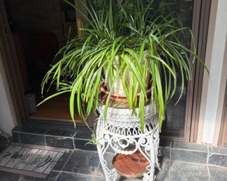 Live Spider Plant and Stand