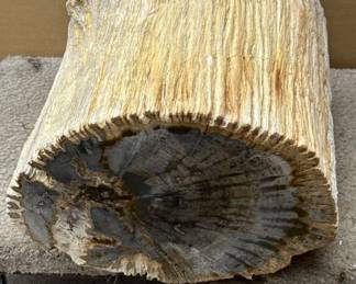 Large petrified wood