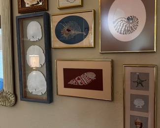 Framed Sand Dollar Art, Cross stitch framed